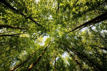 Forest Health Committee
