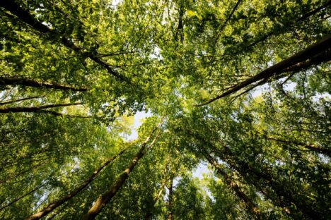 PROMOTING FOREST HEALTH