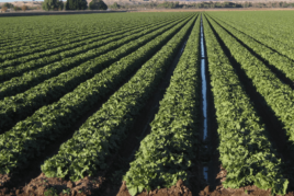 Sustainable Agriculture