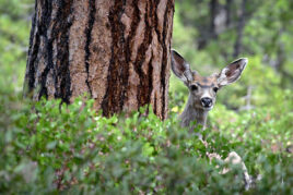 Healthy Habitat & Wildlife
