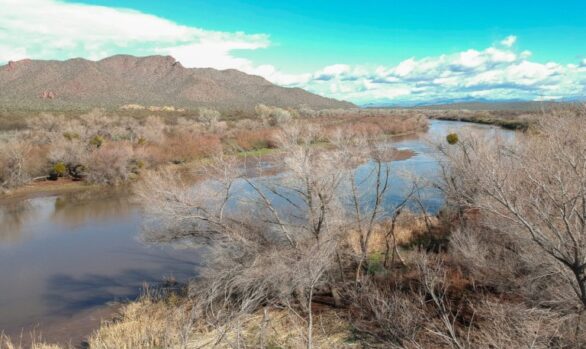 Lower Salt River Riparian Restoration Project