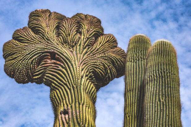 Forest Health Issue Committee (Archived)