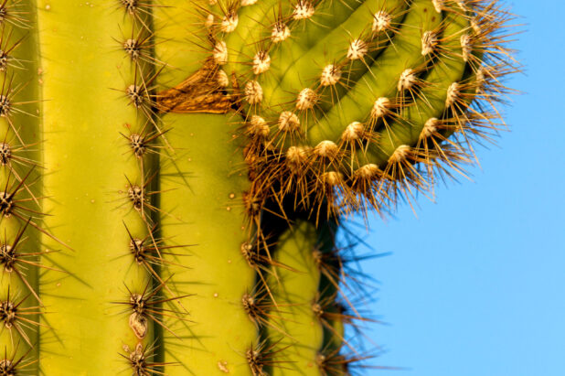 Water Strategies Issue Committee