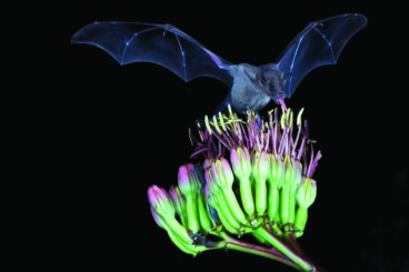 Bats & Agave Initiative: Collaboration for Conservation & Education